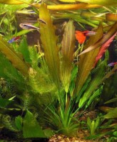 /album/fotogalerie-echinodorus-osiris-/echinodorus-osiris-jpg/